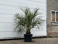 Butiapalm - butia capitata var. odorata - stam 25-35 cm - hoogte ca. 180 cm - afbeelding 3 van  3