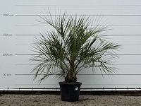 Butiapalm - butia capitata var. odorata - stam 25-35 cm - hoogte ca. 180 cm - afbeelding 1 van  3