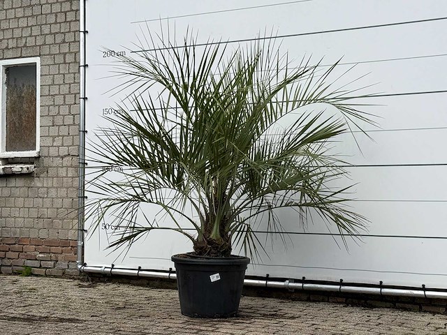 Butiapalm - butia capitata var. odorata - stam 25-35 cm - hoogte ca. 180 cm - afbeelding 2 van  3