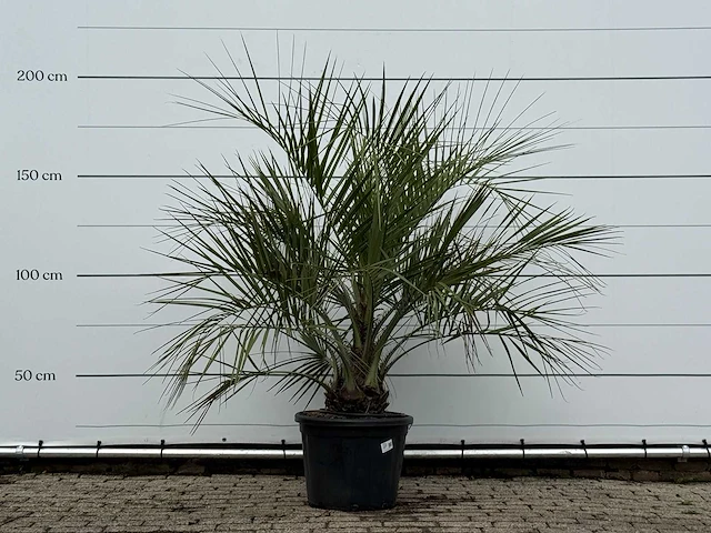 Butiapalm - butia capitata var. odorata - stam 25-35 cm - hoogte ca. 200 cm - afbeelding 1 van  3