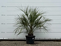 Butiapalm - butia capitata var. odorata - stam 25-35 cm - hoogte ca. 200 cm