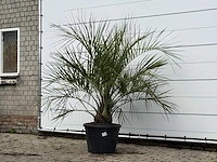 Butiapalm - butia capitata var. odorata - stam 25-35 cm - hoogte ca. 200 cm - afbeelding 2 van  3
