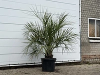 Butiapalm - butia capitata var. odorata - stam 25-35 cm - hoogte ca. 200 cm - afbeelding 3 van  3