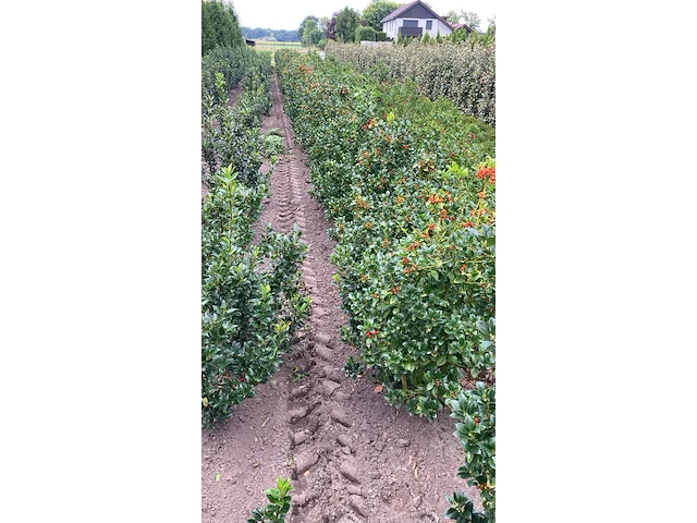 Ca. 100x blauwe hulst, ilex 'blue maid', haagplant, wintergroen, ca. 80-120 cm hoog - afbeelding 1 van  3