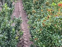 Ca. 100x blauwe hulst, ilex 'blue maid', haagplant, wintergroen, ca. 80-120 cm hoog