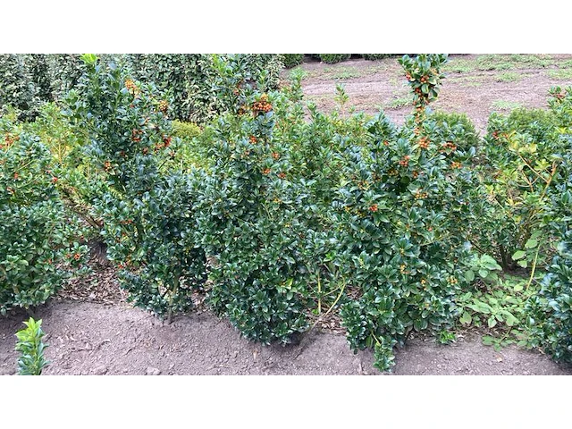 Ca. 100x blauwe hulst, ilex 'blue maid', haagplant, wintergroen, ca. 80-120 cm hoog - afbeelding 2 van  3
