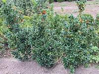 Ca. 100x blauwe hulst, ilex 'blue maid', haagplant, wintergroen, ca. 80-120 cm hoog - afbeelding 2 van  3