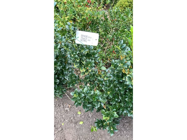 Ca. 100x blauwe hulst, ilex 'blue maid', haagplant, wintergroen, ca. 80-120 cm hoog - afbeelding 3 van  3