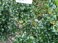 Ca. 100x blauwe hulst, ilex 'blue maid', haagplant, wintergroen, ca. 80-120 cm hoog - afbeelding 3 van  3