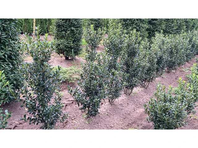 Ca. 100x hulst, ilex 'blue maid', haagplant, wintergroen, ca. 80-120 cm hoog - afbeelding 1 van  3