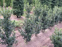 Ca. 100x hulst, ilex 'blue maid', haagplant, wintergroen, ca. 80-120 cm hoog