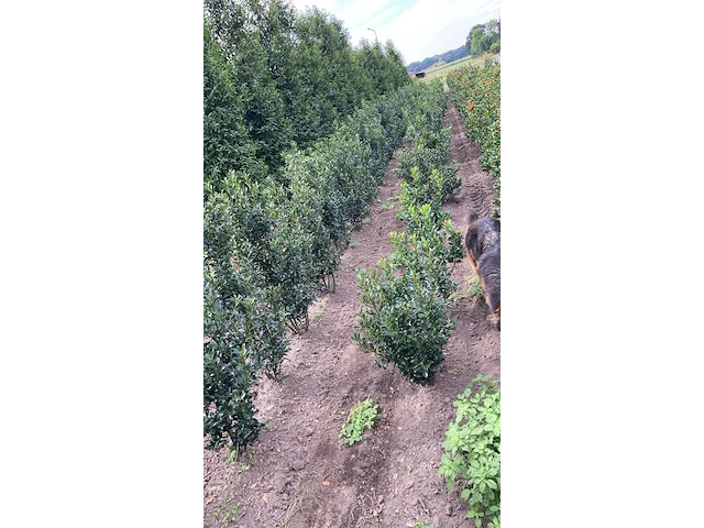 Ca. 100x hulst, ilex 'blue maid', haagplant, wintergroen, ca. 80-120 cm hoog - afbeelding 2 van  3