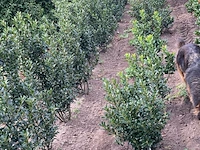 Ca. 100x hulst, ilex 'blue maid', haagplant, wintergroen, ca. 80-120 cm hoog - afbeelding 2 van  3