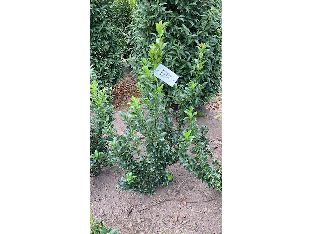 Ca. 100x hulst, ilex 'blue maid', haagplant, wintergroen, ca. 80-120 cm hoog - afbeelding 3 van  3