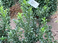 Ca. 100x hulst, ilex 'blue maid', haagplant, wintergroen, ca. 80-120 cm hoog - afbeelding 3 van  3
