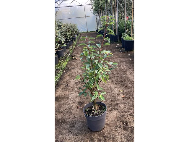 Ca. 100x portugese laurier, prunus 'angustifolia', haagplant, wintergroen, ca. 40-60 cm hoog - afbeelding 1 van  1