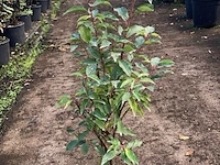 Ca. 100x portugese laurier, prunus 'angustifolia', haagplant, wintergroen, ca. 40-60 cm hoog
