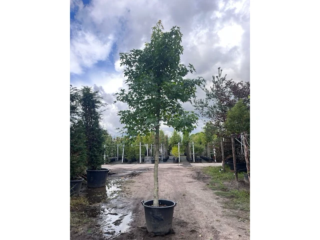 Ca. 10x amberboom, liquidambar styraciflua, laanboom, herfstverkleuring, ca. 5 m hoog - afbeelding 2 van  12