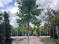 Ca. 10x amberboom, liquidambar styraciflua, laanboom, herfstverkleuring, ca. 5 m hoog - afbeelding 2 van  12