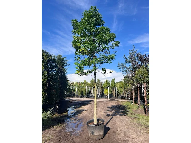 Ca. 10x amberboom, liquidambar styraciflua, laanboom, herfstverkleuring, ca. 5 m hoog - afbeelding 1 van  12