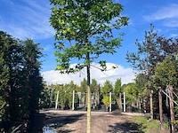 Ca. 10x amberboom, liquidambar styraciflua, laanboom, herfstverkleuring, ca. 5 m hoog - afbeelding 1 van  12