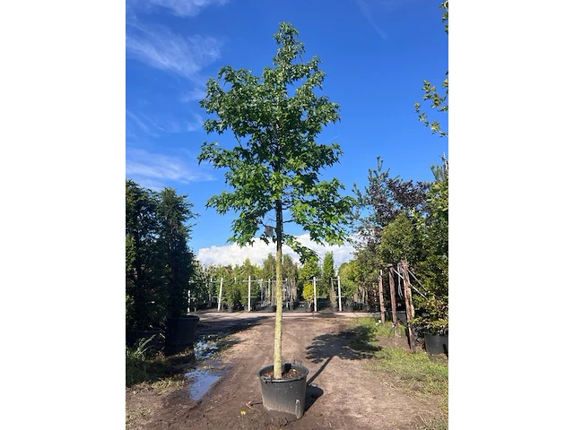 Ca. 10x amberboom, liquidambar styraciflua, laanboom, herfstverkleuring, ca. 5 m hoog - afbeelding 5 van  12