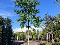 Ca. 10x amberboom, liquidambar styraciflua, laanboom, herfstverkleuring, ca. 5 m hoog - afbeelding 5 van  12