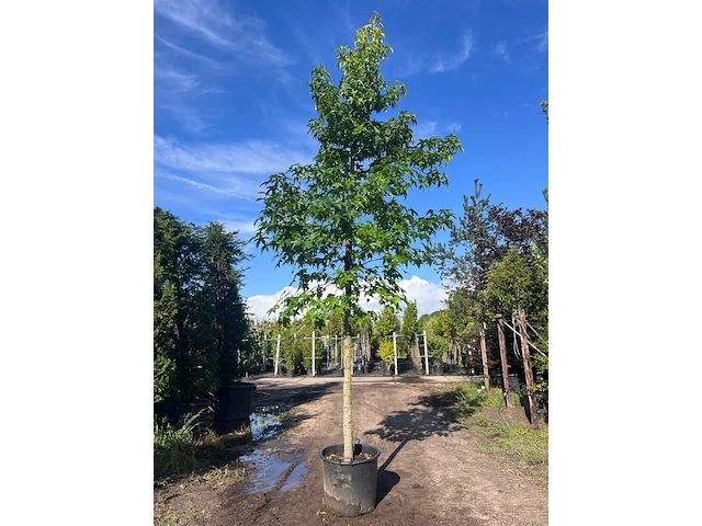 Ca. 10x amberboom, liquidambar styraciflua, laanboom, herfstverkleuring, ca. 5 m hoog - afbeelding 6 van  12