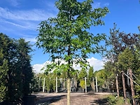 Ca. 10x amberboom, liquidambar styraciflua, laanboom, herfstverkleuring, ca. 5 m hoog - afbeelding 6 van  12