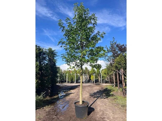 Ca. 10x amberboom, liquidambar styraciflua, laanboom, herfstverkleuring, ca. 5 m hoog - afbeelding 7 van  12