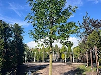 Ca. 10x amberboom, liquidambar styraciflua, laanboom, herfstverkleuring, ca. 5 m hoog - afbeelding 7 van  12