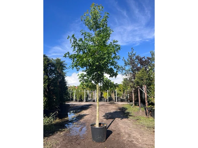 Ca. 10x amberboom, liquidambar styraciflua, laanboom, herfstverkleuring, ca. 5 m hoog - afbeelding 8 van  12