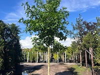 Ca. 10x amberboom, liquidambar styraciflua, laanboom, herfstverkleuring, ca. 5 m hoog - afbeelding 8 van  12