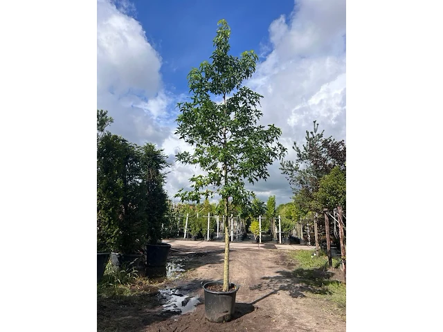 Ca. 10x amberboom, liquidambar styraciflua, laanboom, herfstverkleuring, ca. 5 m hoog - afbeelding 9 van  12