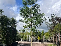Ca. 10x amberboom, liquidambar styraciflua, laanboom, herfstverkleuring, ca. 5 m hoog - afbeelding 9 van  12