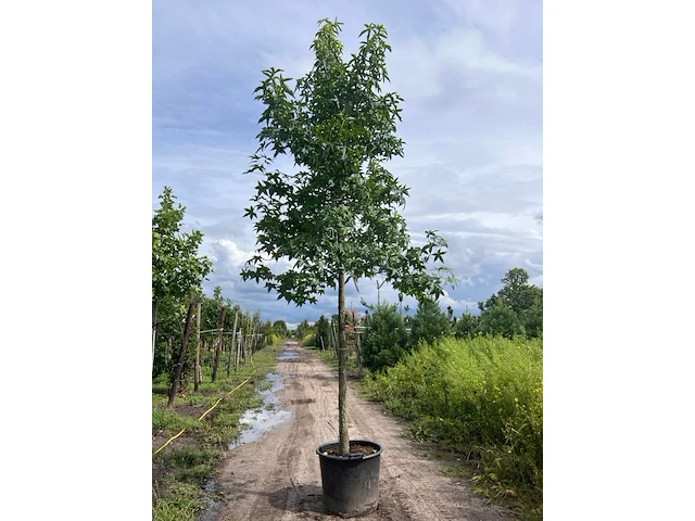 Ca. 10x amberboom, liquidambar styraciflua, laanboom, herfstverkleuring, ca. 5 m hoog - afbeelding 10 van  12
