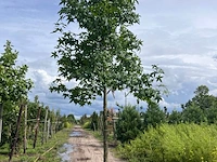 Ca. 10x amberboom, liquidambar styraciflua, laanboom, herfstverkleuring, ca. 5 m hoog - afbeelding 10 van  12