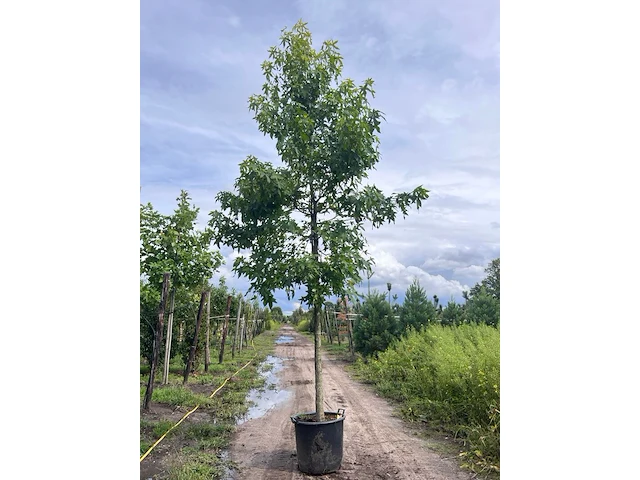Ca. 10x amberboom, liquidambar styraciflua, laanboom, herfstverkleuring, ca. 5 m hoog - afbeelding 11 van  12
