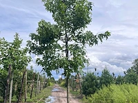 Ca. 10x amberboom, liquidambar styraciflua, laanboom, herfstverkleuring, ca. 5 m hoog - afbeelding 11 van  12