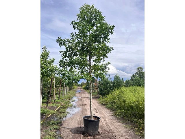 Ca. 10x amberboom, liquidambar styraciflua, laanboom, herfstverkleuring, ca. 5 m hoog - afbeelding 12 van  12