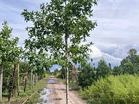 Ca. 10x amberboom, liquidambar styraciflua, laanboom, herfstverkleuring, ca. 5 m hoog - afbeelding 12 van  12