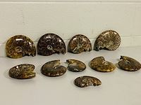 Ca. 10x ammonieten - afbeelding 1 van  6
