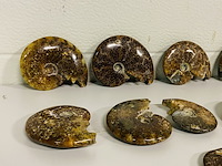 Ca. 10x ammonieten - afbeelding 2 van  6