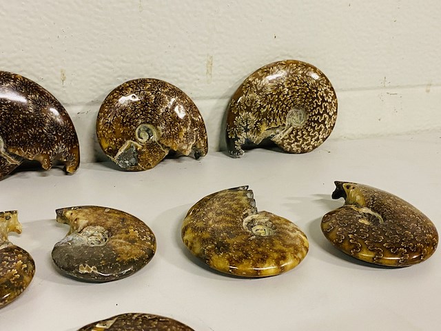 Ca. 10x ammonieten - afbeelding 3 van  6