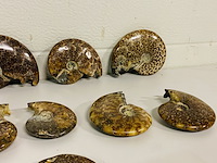 Ca. 10x ammonieten - afbeelding 3 van  6