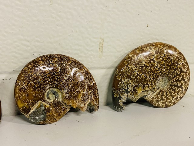 Ca. 10x ammonieten - afbeelding 4 van  6