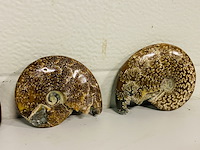 Ca. 10x ammonieten - afbeelding 4 van  6