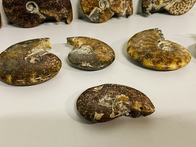 Ca. 10x ammonieten - afbeelding 5 van  6