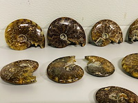 Ca. 10x ammonieten - afbeelding 6 van  6