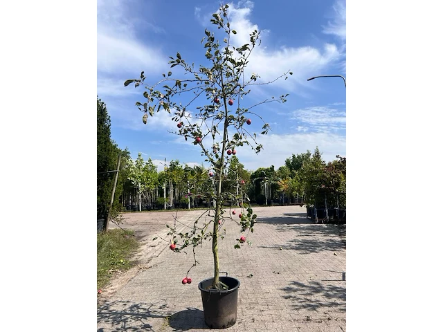 Ca. 10x appelboom, malus 'redlove', fruitgaardboom, rode appel, ca. 2.5-3 m hoog - afbeelding 1 van  3